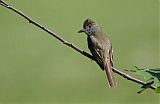 Great Crested Flycatcherborder=